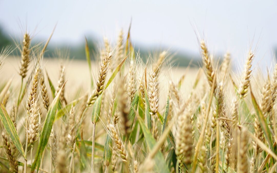 FTC and State Attorneys General Sue Syngenta and Corteva for Agreements with Distributors That Allegedly Cost Farmers Millions in Overcharges